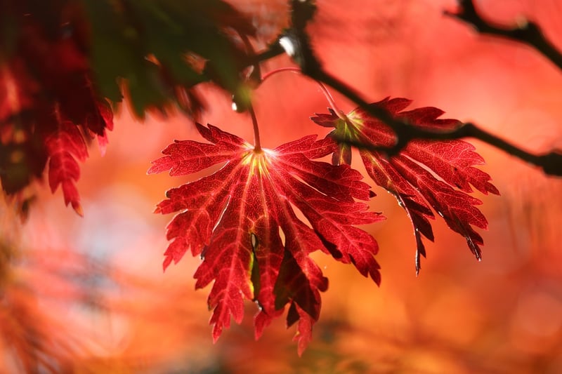 Autumn Crafts